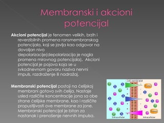 Akcioni potencijal  je fenomen velikih, brzih i reverzibilnih promena ransmembranskog potencijala, koji se javlja kao odgovor na dovoljan nivo depolarizacije(depolari z acija je nagla promena mirovnog potencijala) .    Akcioni potencijal je pojava koja se u svkodnevnom govoru naziva nervni impuls, razdraženje ili nadražaj.  Membranski potencijal  postoji na ćelijskoj membrani gotovo svih ćelija. Nastaje usled različite koncentracije jona sa obe strane ćelijske membrane, kao i različite propustljivosti ove membrane za jone. Membranski potencijal je bitan za nastanak i prenošenje nervnih impulsa. 