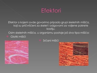 Efektor o kojem ovde govorimo pripada grupi  skeletnih mišića, koji su pričvršćeni za skelet i odgovorni za voljene pokrete kostiju. Osim skeletnih mišića, u organizmu postoje još dva tipa mišića: Glatki mišići Srčani mišići 