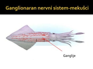 Ganglije
 
