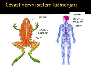MOZAK
KIČMENA
MOŽDINA
NERVI
MOZAK
KIČMENA
MOŽDINA
NERVI
 