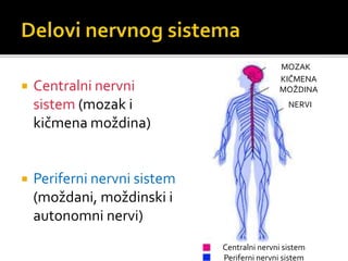  Centralni nervni
sistem (mozak i
kičmena moždina)
 Periferni nervni sistem
(moždani, moždinski i
autonomni nervi)
MOZAK
KIČMENA
MOŽDINA
NERVI
Centralni nervni sistem
Periferni nervni sistem
 