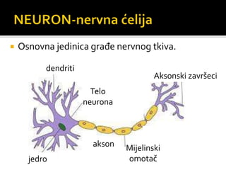  Osnovna jedinica građe nervnog tkiva.
dendriti
jedro
Telo
neurona
akson Mijelinski
omotač
Aksonski završeci
 