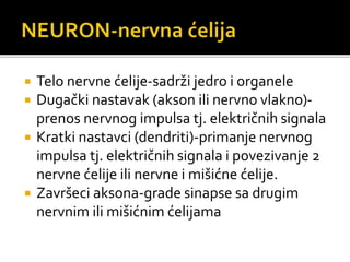  Telo nervne ćelije-sadrži jedro i organele
 Dugački nastavak (akson ili nervno vlakno)-
prenos nervnog impulsa tj. električnih signala
 Kratki nastavci (dendriti)-primanje nervnog
impulsa tj. električnih signala i povezivanje 2
nervne ćelije ili nervne i mišićne ćelije.
 Završeci aksona-grade sinapse sa drugim
nervnim ili mišićnim ćelijama
 