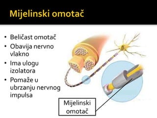 • Beličast omotač
• Obavija nervno
vlakno
• Ima ulogu
izolatora
• Pomaže u
ubrzanju nervnog
impulsa
Mijelinski
omotač
 