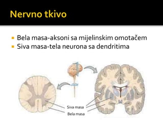  Bela masa-aksoni sa mijelinskim omotačem
 Siva masa-tela neurona sa dendritima
Siva masa
Bela masa
 