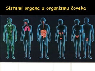 Sistemi organa u organizmu čoveka
Limfni sistem
Respiratorni
sistem
Digestivni
sistem
Urinarni
sistem
Reproduktivni
sistem
 