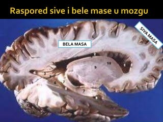 BELA MASA
 