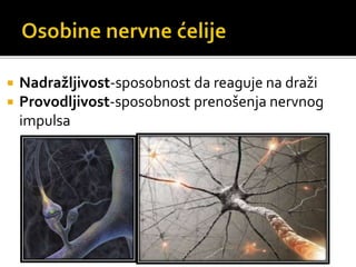  Nadražljivost-sposobnost da reaguje na draži
 Provodljivost-sposobnost prenošenja nervnog
impulsa
 