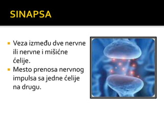  Veza između dve nervne
ili nervne i mišićne
ćelije.
 Mesto prenosa nervnog
impulsa sa jedne ćelije
na drugu.
 