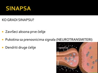 KO GRADI SINAPSU?
 Završeci aksona prve ćelije
 Pukotina sa prenosnicima signala (NEUROTRANSMITERI)
 Dendriti druge ćelije
 
