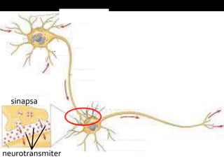 sinapsa
neurotransmiter
 