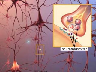 © Lejla Kasum, 2014
neurotransmiter
 