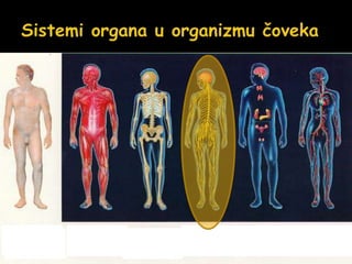 Kožni sistem
Mišićni
sistem
Skeletni
sistem
Nervni
sistem
Endokrini
sistem
Cirkulatorni
sistem
 