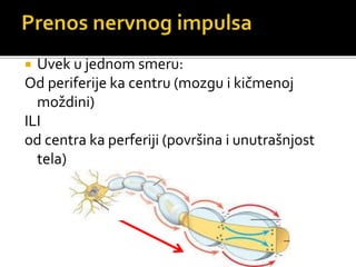  Uvek u jednom smeru:
Od periferije ka centru (mozgu i kičmenoj
moždini)
ILI
od centra ka perferiji (površina i unutrašnjost
tela)
 