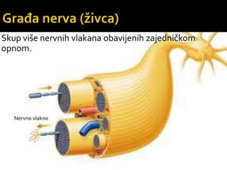 Nervno vlakno
Skup više nervnih vlakana obavijenih zajedničkom
opnom.
 