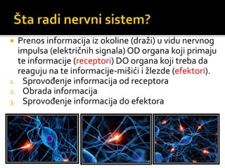  Prenos informacija iz okoline (draži) u vidu nervnog
impulsa (električnih signala) OD organa koji primaju
te informacije (receptori) DO organa koji treba da
reaguju na te informacije-mišići i žlezde (efektori).
1. Sprovođenje informacija od receptora
2. Obrada informacija
3. Sprovođenje informacija do efektora
 