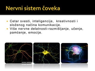 Cetar svesti, inteligencije, kreativnosti i
složenog načina komunikacije.
 Više nervne delatnosti-razmišljanje, učenje,
pamćenje, emocije.
 