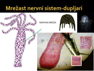 NERVNA MREŽA
 