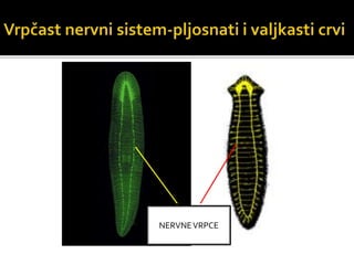 NERVNEVRPCE
 