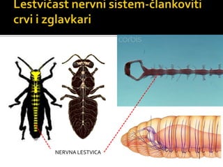 NERVNA LESTVICA
 