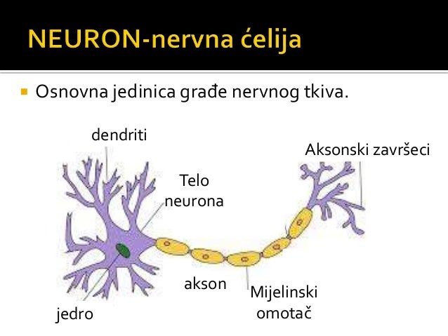 Nervni sistem-osnovna građa