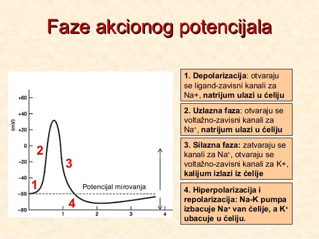 Nervni sistem uvod