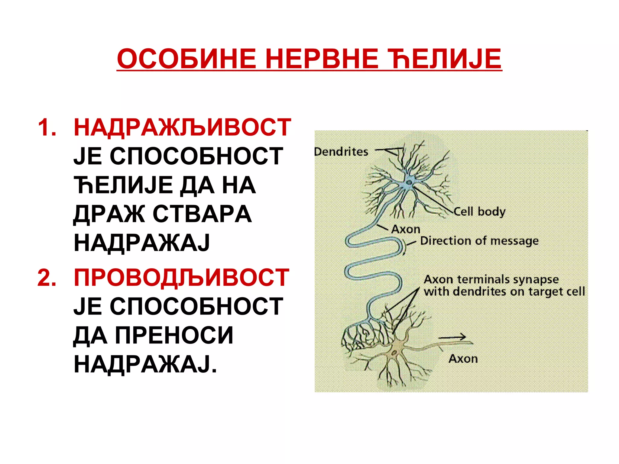 ОСОБИНЕ НЕРВНЕ ЋЕЛИЈЕ
1. НАДРАЖЉИВОСТ
ЈЕ СПОСОБНОСТ
ЋЕЛИЈЕ ДА НА
ДРАЖ СТВАРА
НАДРАЖАЈ
2. ПРОВОДЉИВОСТ
ЈЕ СПОСОБНОСТ
ДА ПРЕНОСИ
НАДРАЖАЈ.
 