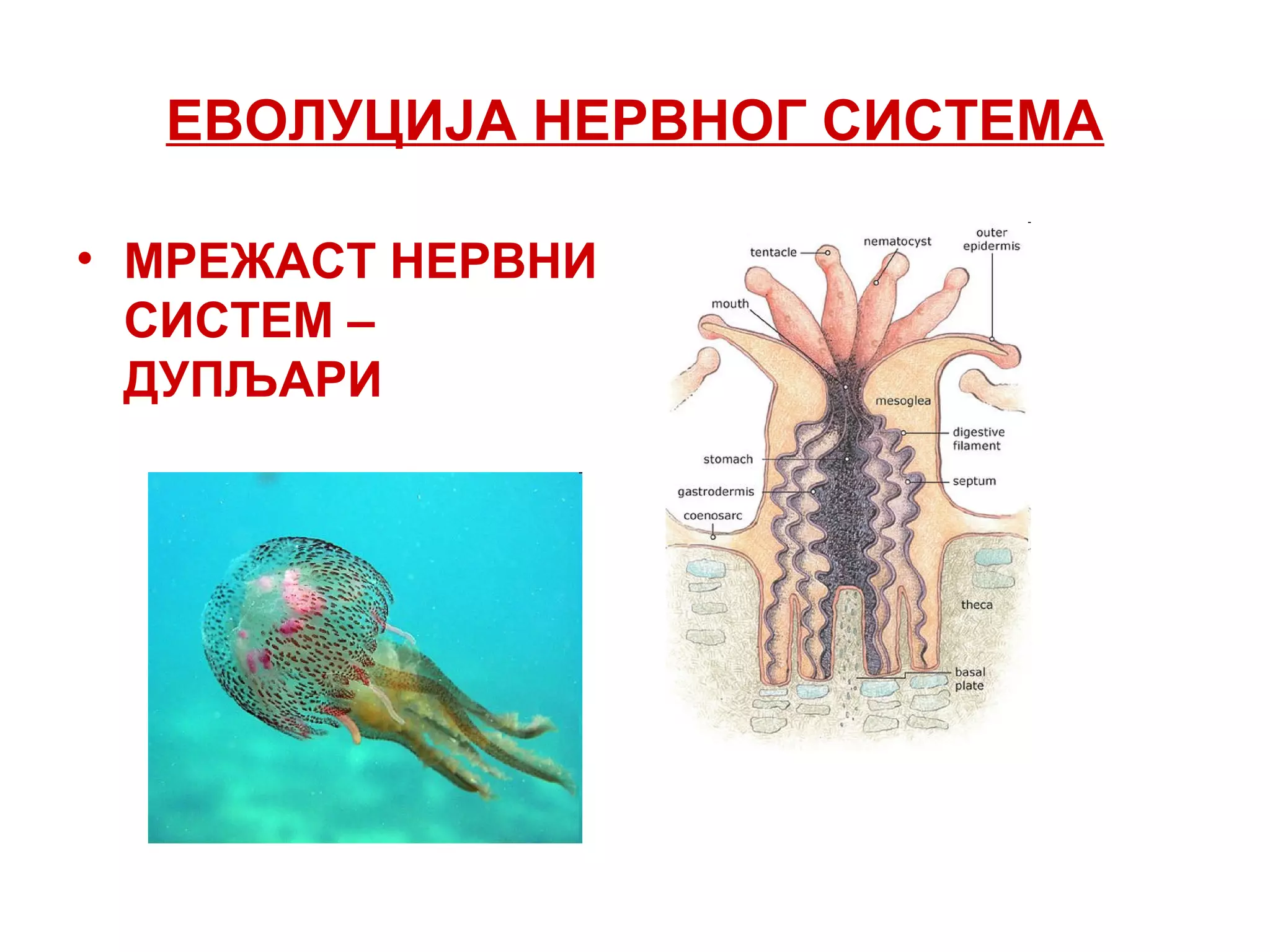 ЕВОЛУЦИЈА НЕРВНОГ СИСТЕМА
• МРЕЖАСТ НЕРВНИ
СИСТЕМ –
ДУПЉАРИ
 