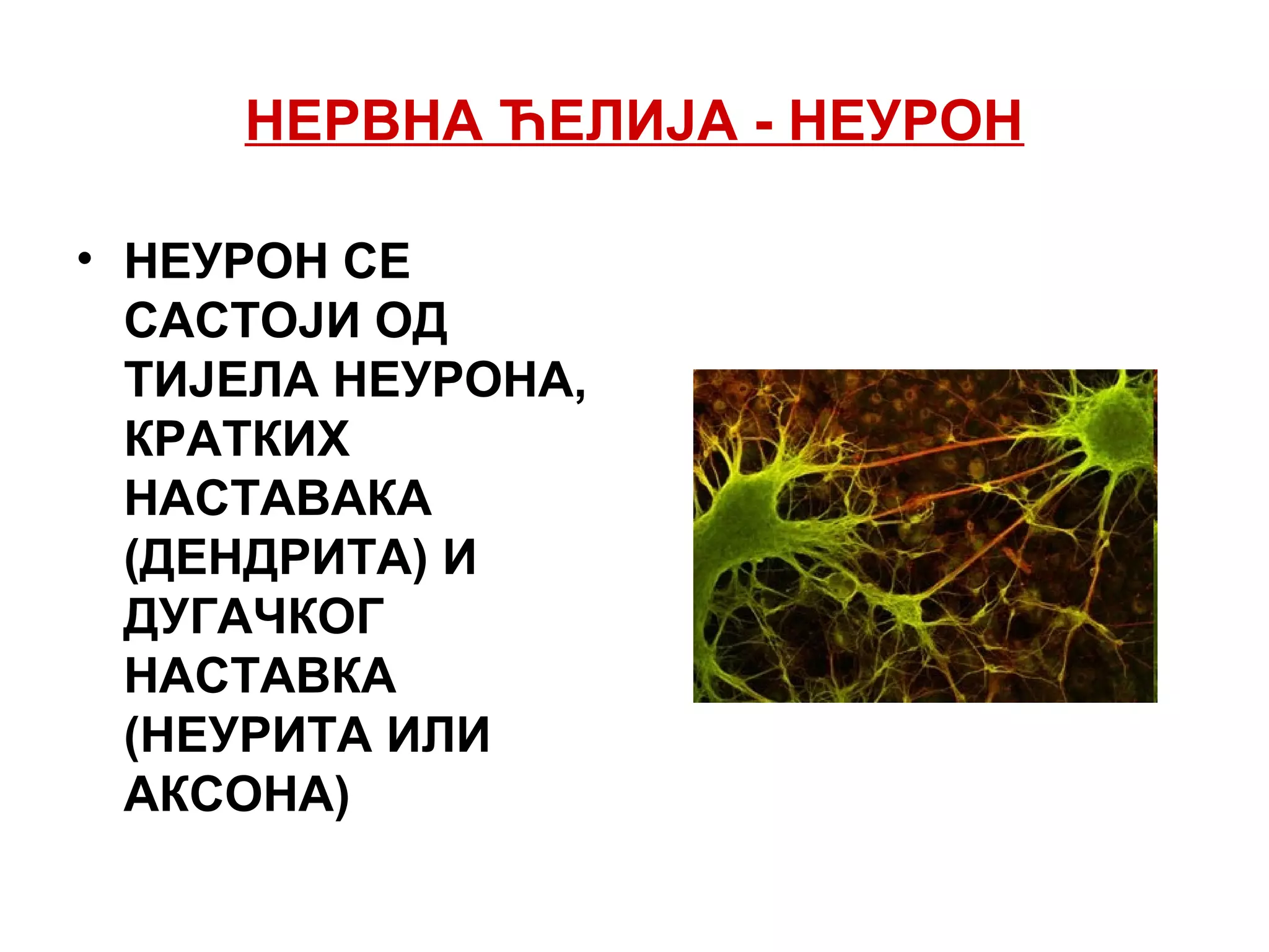 НЕРВНА ЋЕЛИЈА - НЕУРОН
• НЕУРОН СЕ
САСТОЈИ ОД
ТИЈЕЛА НЕУРОНА,
КРАТКИХ
НАСТАВАКА
(ДЕНДРИТА) И
ДУГАЧКОГ
НАСТАВКА
(НЕУРИТА ИЛИ
АКСОНА)
 