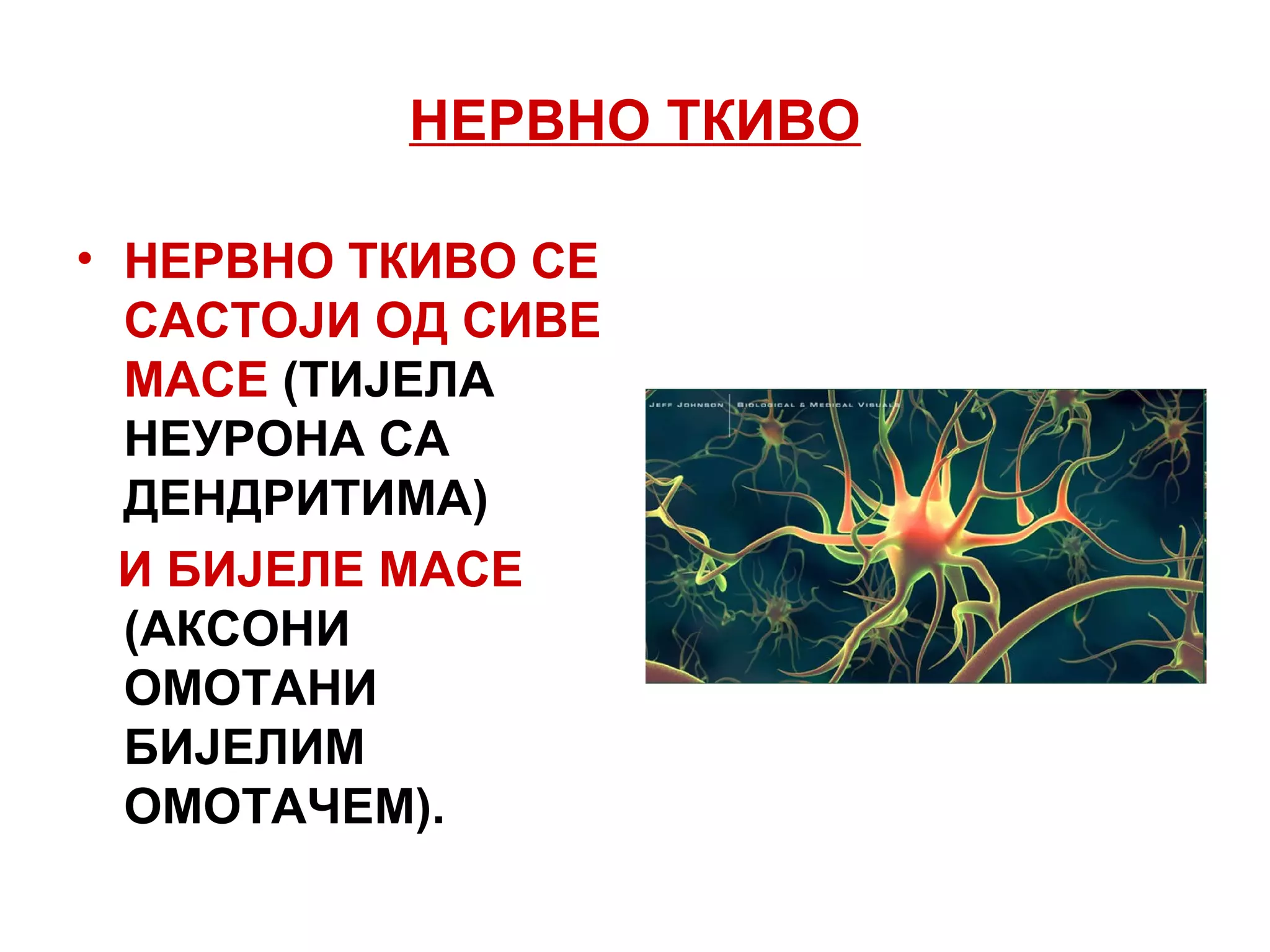 НЕРВНО ТКИВО
• НЕРВНО ТКИВО СЕ
САСТОЈИ ОД СИВЕ
МАСЕ (ТИЈЕЛА
НЕУРОНА СА
ДЕНДРИТИМА)
И БИЈЕЛЕ МАСЕ
(АКСОНИ
ОМОТАНИ
БИЈЕЛИМ
ОМОТАЧЕМ).
 
