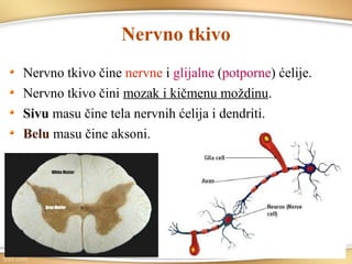 Nervno tkivo
Nervno tkivo čine nervne i glijalne (potporne) ćelije.
Nervno tkivo čini mozak i kičmenu moždinu.
Sivu masu čine tela nervnih ćelija i dendriti.
Belu masu čine aksoni.
 