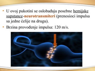 U ovoj pukotini se oslobađaju posebne hemijske
supstance-neurotransmiteri (prenosioci impulsa
sa jedne ćelije na drugu).
Brzina provođenje impulsa: 120 m/s.
 