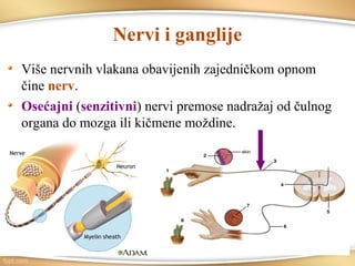 Nervi i ganglije
Više nervnih vlakana obavijenih zajedničkom opnom
čine nerv.
Osećajni (senzitivni) nervi premose nadražaj od čulnog
organa do mozga ili kičmene moždine.
 