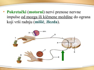 Pokretački (motorni) nervi prenose nervne
impulse od mozga ili kičmene moždine do ograna
koji vrši radnju (mišić, žlezda).
 