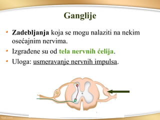 Ganglije
Zadebljanja koja se mogu nalaziti na nekim
osećajnim nervima.
Izgrađene su od tela nervnih ćelija.
Uloga: usmeravanje nervnih impulsa.
 