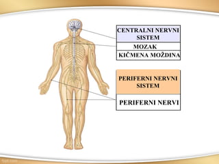 CENTRALNI NERVNI
SISTEM
MOZAK
KIČMENA MOŽDINA
PERIFERNI NERVNI
SISTEM
PERIFERNI NERVI
 