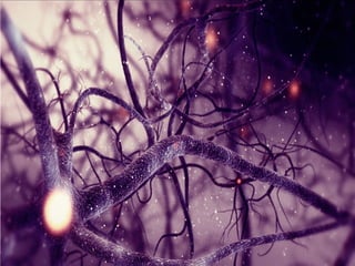 Nervni sistem čoveka