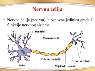 Nervna ćelija
Nervna ćelija (neuron) je osnovna jedinica građe i
funkcije nervnog sistema.
Telo nervne ćelije
Dendriti
Akson (neurit)
Jedro
Nervni završeci
Mijelinski omotač
 