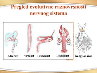 Pregled evolutivne raznovrsnosti
nervnog sistema
Mrežast Vrpčast Lestvičast Lestvičast Ganglionaran
 