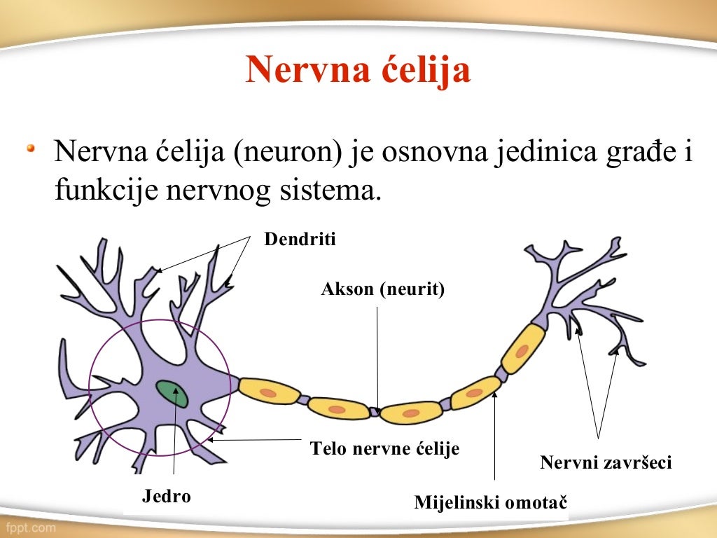 Nervni sistem čoveka