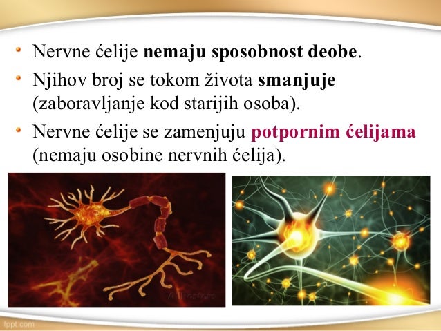Nervni sistem čoveka