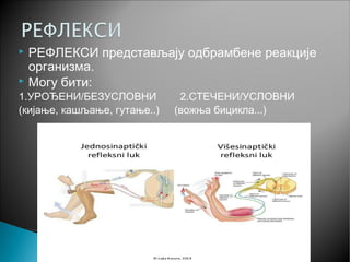  РЕФЛЕКСИ представљају одбрамбене реакције
организма.
 Могу бити:
1.УРОЂЕНИ/БЕЗУСЛОВНИ 2.СТЕЧЕНИ/УСЛОВНИ
(кијање, кашљање, гутање..) (вожња бицикла...)
 