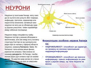 
Неурони су осетљиве ћелије, могу лако
да се оштете или униште због повреде,
инфекције, притиска, хемикалија или
недостатка кисеоника. Штавише како
неурони не могу да се обнављају када
су једном уништени, такви поремећаји
имају озбиљне последице.
Неурони имају специфичну грађу.
Неурони постоје у разним облицима и
величинама, али сви имају исту основну
структуру.Састоје се од нуклеуса или
једра које се налази у сферној области
неурона, названој ћелијско тело. Из
ћелијског тела излази више финих,
коренастих влакана. Ова влакна се
називају дендрити. Из ћелије, такође,
излази једно дуго влакно које се назива
аксон. На другом крају рачва се у више
гранчица, а свака од њих се завршава
сићушним крацима..
Физиолошке особине нервне ћелије
су:

НАДРАЖЉИВОСТ- способност да одреагује
на промену из околине преношењем
надражаја/информације

ПРОВОДЉИВОСТ- способност да преноси
информацију; пренос информација се увек
врши у једном смеру, од тела неурона ка
аксону
 
