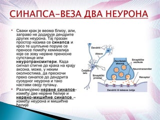 
Сваки крак је веома близу, али,
заправо не додирује дендрите
других неурона. Тај празан
простор назива се синапса и
кроз те шупљине поруке се
преносе помоћу хемикалија
које се зову нервне преносне
супстанце или
неуротрансмитери. Када
сигнал стигне до крака на крају
аксона, може, у неким
околностима, да прескочи
преко синапсе до дендрита
суседног неурона и тако
настави своју путању.

Разликујемо нервне синапсе-
између две нервне ћелије и
нервно-мишићне синапсе –
између неурона и мишићне
ћелије
 
