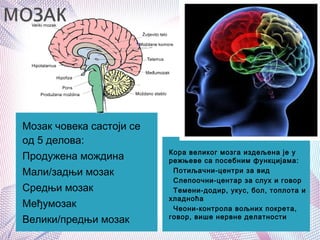 Мозак човека састоји се
од 5 делова:
Продужена мождина
Мали/задњи мозак
Средњи мозак
Међумозак
Велики/предњи мозак
Кора великог мозга издељена је у
режњеве са посебним функцијама:
1.Потиљачни-центри за вид
2.Слепоочни-центар за слух и говор
3.Темени-додир, укус, бол, топлота и
хладноћа
4.Чеони-контрола вољних покрета,
говор, више нервне делатности
 