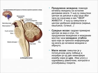  Продужена мождина повезује
кичмену мождину са осталим
деловима мозга. У њој су смештени
центри за дисање и рад срца због
чега се означава и као “ЧВОР
ЖИВОТА”. У њој су смештени и
центри урођених рефлекса (кијање,
кашљање, гутање...)
 Средњи мозак садржи примарне
центре за вид и слух. Са
продуженом мождином и можданим
мостом чини мождано стабло
кроз које се преносе информације
од мозга до кичмене мождине и
обрнуто.
 Мали мозак смештен је у
потиљачном делу лобање а
изграђен је од две хемисфере
између којих је црв. Има улогу у
одржавању равнотеже, контроли и
усклађивању покрета.
 