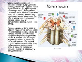  Задњи део нервне цеви,
кичмена мождина, представља
цилиндрични стуб нервног ткива,
дугачак око 40 цм, простире се
целом дужином тела од мозга до
седалног дела. Идући ка задњем
крају тела она се сужава, има
централни канал у средини. Са
обе стане кичмене мождине
полазе нерви који су
сегментално распоређени – има
31пар.

Распоред сиве и беле масе је
обрнут у односу на велики мозак
– бела маса је споља, а сива се
налази унутра. Сива маса на
попречном пресеку даје облик
слова Х, наиме, она образује
један пар леђних и један пар
трбушних рогова. Са леђних
рогова полазе сензитивна, а са
трбушних моторна нервна
влакна па се по изласку из
кичмене мождине сједињују у
заједнички нерв.
 