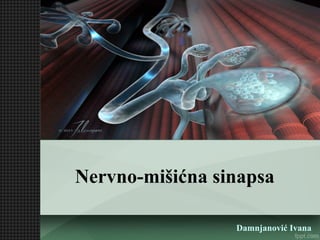 Nervno-mišićna sinapsa
Damnjanović Ivana
 