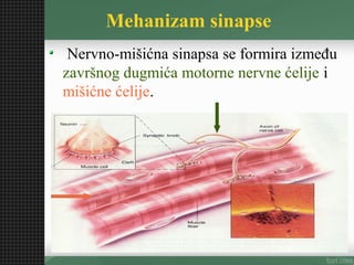 Nervno mišićna sinapsa