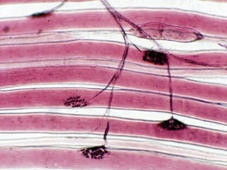 Nervno mišićna sinapsa